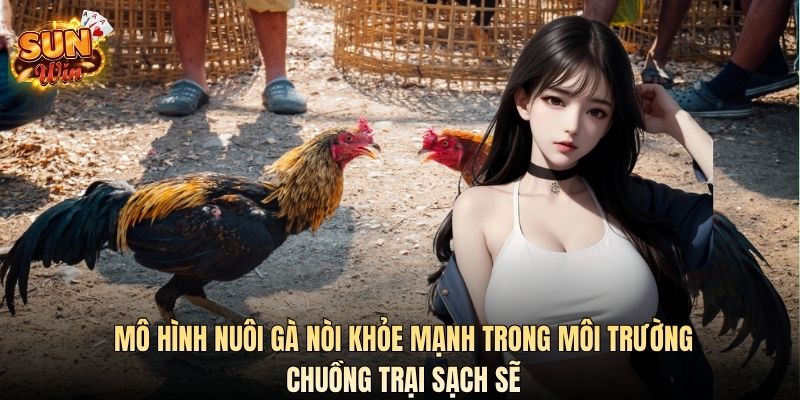 Mô hình nuôi gà nòi khỏe mạnh trong môi trường chuồng trại sạch sẽ